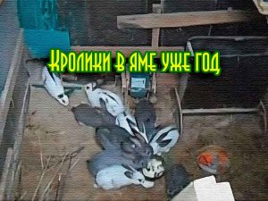 Кролики в яме. Год спустя.