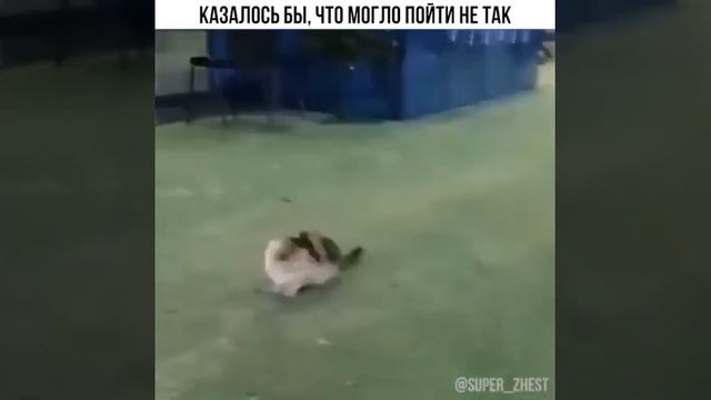 Том и Джери в жизни. Казалось бы, что могло пойти не так. смотреть онлайн
