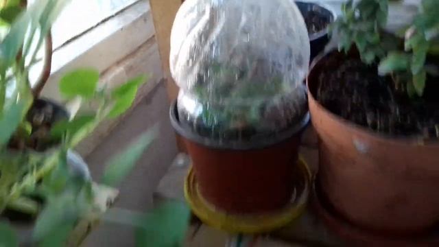 Азалии гниль на листьях ,срочно принимать меры,фитоспорин-м смотреть онлайн