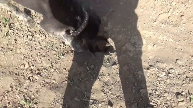 Охота на сурка байбака, дратхаар против сурка, июнь 2020. смотреть онлайн