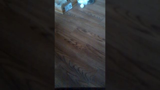 Как собрать кошек на дачу?- есть ответ смотреть онлайн