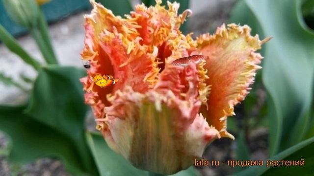 Тюльпан бахромчатая Боллрум (tyulpan-bollrum) ? Боллрум обзор: как сажать, луковицы тюльпаны Боллру смотреть онлайн