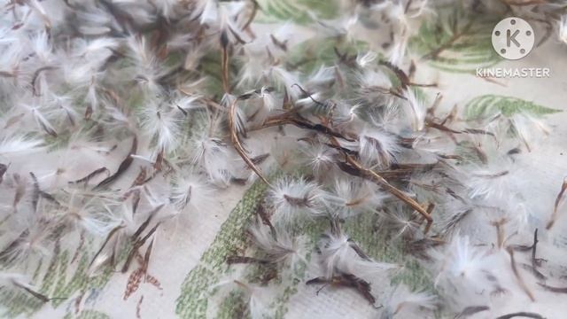 Сибирь. Самосборные семена Гацании смотреть онлайн