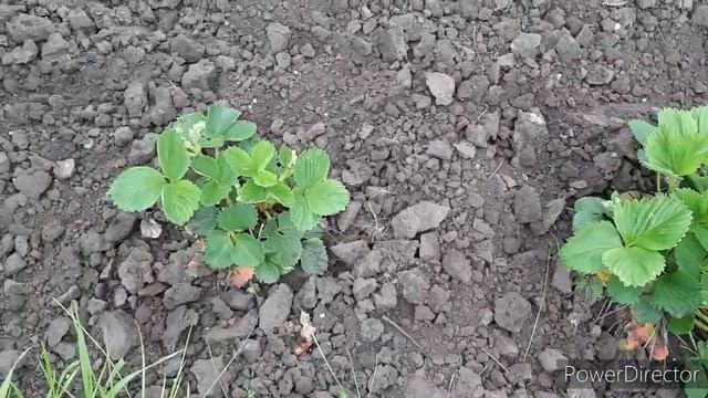 На даче: Клубника. Сажаю томаты. Припозднились. (25 мая 2022г.) смотреть онлайн