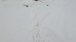 Картечь 5.9мм ,6.5мм и 7.15мм  на 50 метров