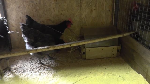 Маран Голубой