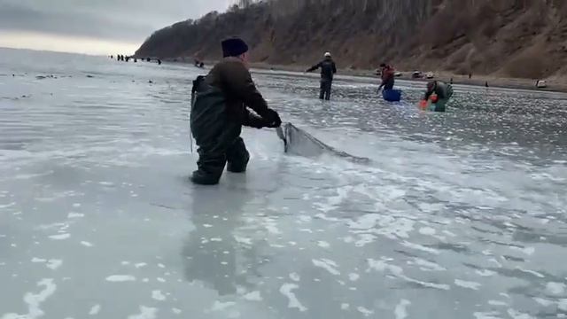 У берегов Сахалина селедку ловят сачками смотреть онлайн