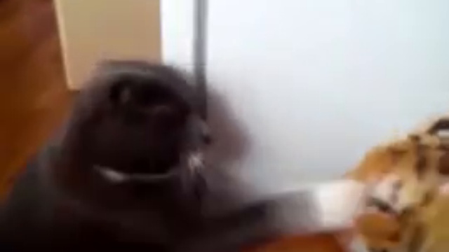 Кот дерется с игрушечным тигром смотреть онлайн