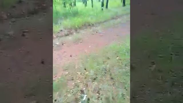 Прогулка в лесу. Часть - 1 смотреть онлайн