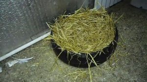 Как сделать гнездо для индюков или гусей, своими руками...