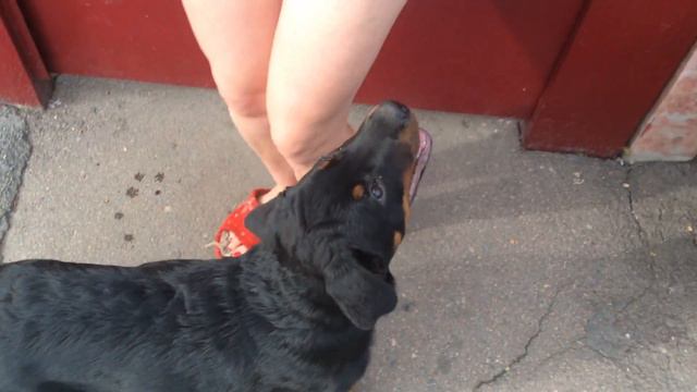 Ротвейлер Радж!