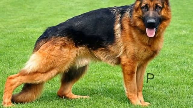 Как назвать щенка?)Имена для щенок разных пород. смотреть онлайн