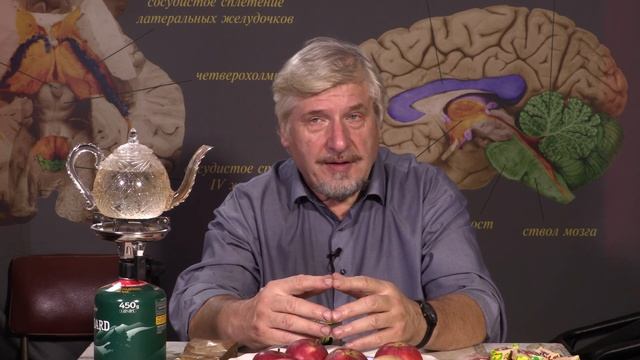 Иерархия полей и подполей коры мозга смотреть онлайн