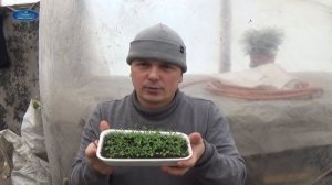 ГВОЗДИКА ДИАНА. В КАКОЙ СТАДИИ НУЖНО ПРОВЕСТИ ПИКИРОВКУ ГВОЗДИКИ.