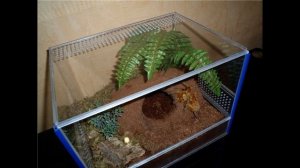 Как ухаживать за пауком птицыеедом