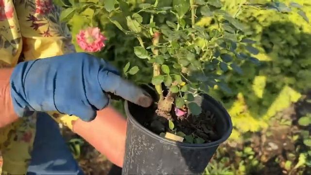 Как правильно сажать розы в Сибири? ?