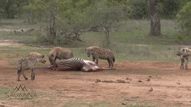 Hyenas mating, fighting and playing! смотреть онлайн