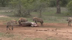 Hyenas mating, fighting and playing!