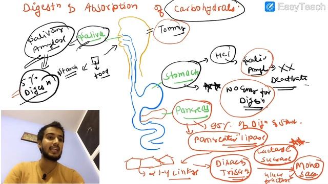 Digestion & Absorption of Carbohydrates / Carbohydrates Digestion & Absorption смотреть онлайн