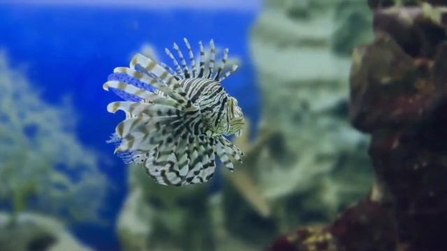 Релаксация.Relaxing.Музыка(ASMR) для успокоения нервной системы и хорошего сна. смотреть онлайн