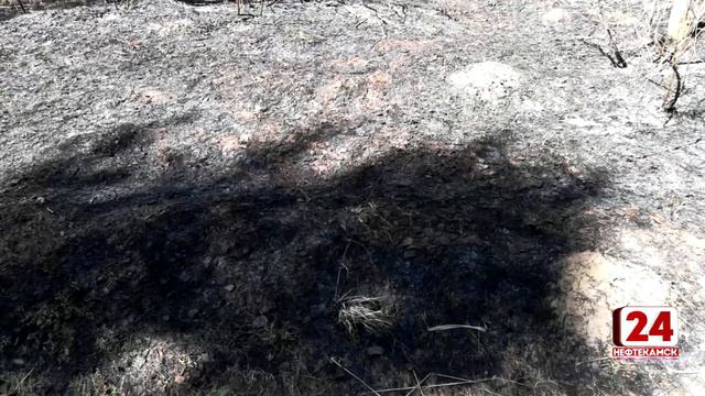 Из-за беспечности людей горит трава и лес смотреть онлайн