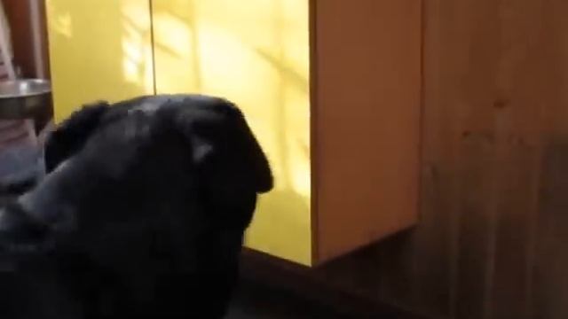 РОТВЕЙЛЕР ГОТОВИТ ПОЗДРАВЛЕНИЕ.воспитание и дрессировка собаки смотреть онлайн