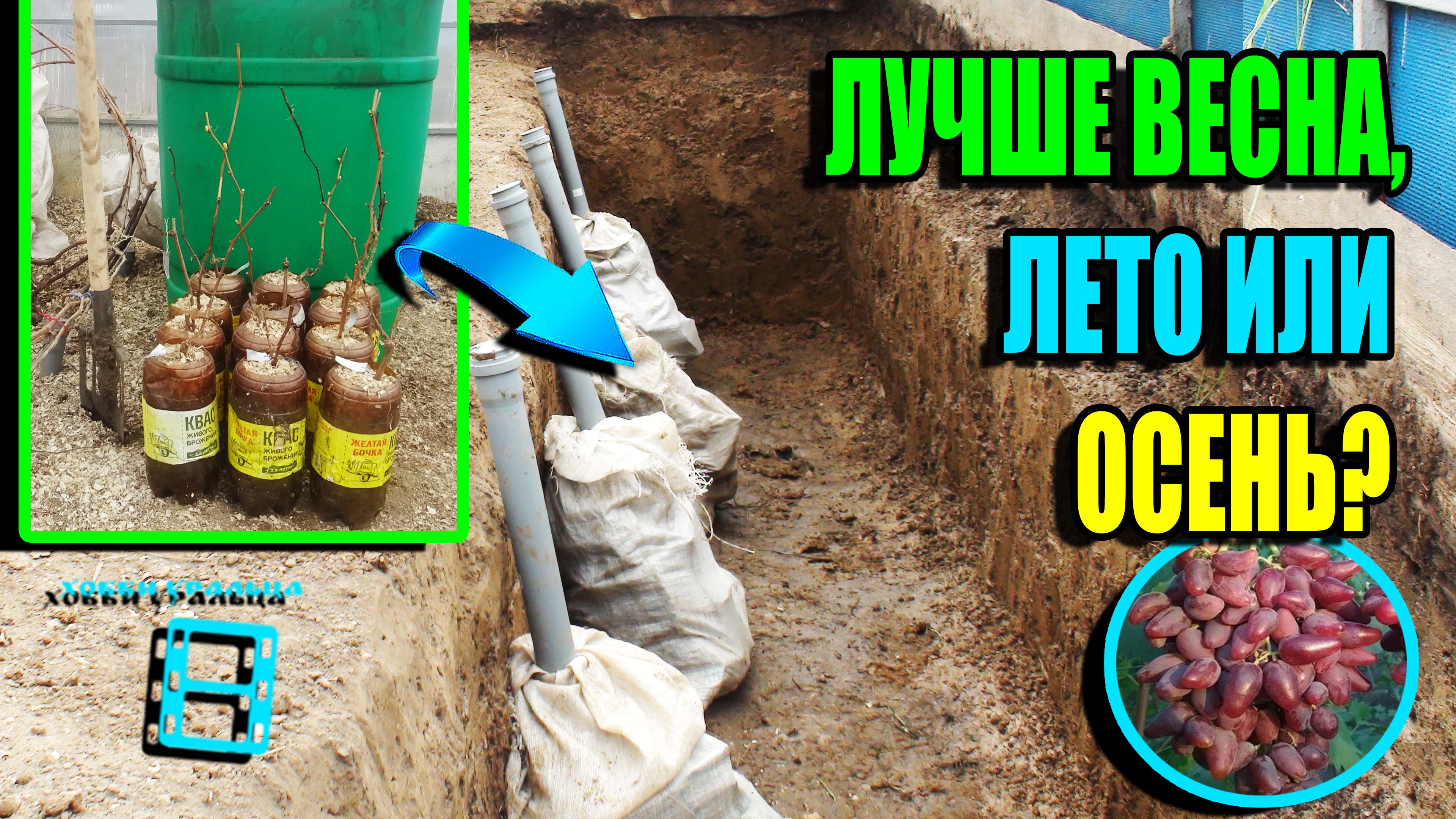 КОГДА САДИТЬ ВИНОГРАД? ЛУЧШЕЕ ВРЕМЯ ДЛЯ ПОСАДКИ САЖЕНЦЕВ ВИНОГРАДА. СЕВЕРНЫЙ ВИНОГРАДНИК 22-17 смотреть онлайн