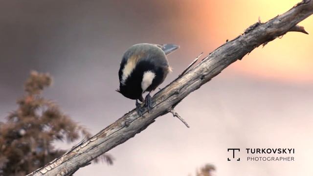 Рыжешейная синица
Parus rufonuchalis (Blyth, 1849) смотреть онлайн