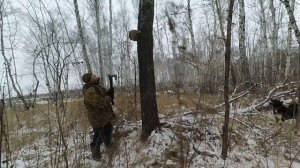 Охота на куницу с Бурей