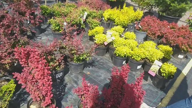 (180) Наша КРУЖЕВНАЯ свадьба. ?. Не гуляем, но тратим. Подарки в карантин. смотреть онлайн