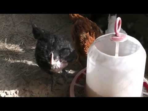 ВЗВЕШИВАНИЕ ГОЛОШЕЙКИ И РЕДБРО, Возраст птицы 40 дней и месяц смотреть онлайн