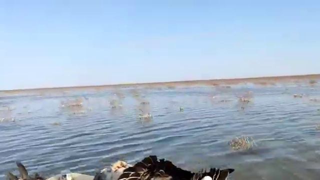 птицы много, но добраться до нее тяжело.... смотреть онлайн