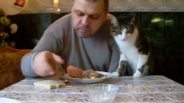 Кот просит сосиску смотреть онлайн