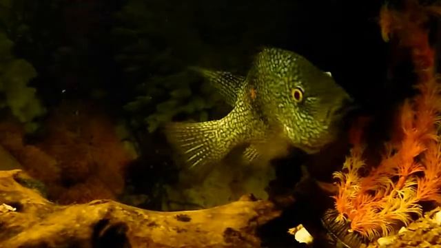 Верхнеднепровский карасик 7 июля 2012 г. смотреть онлайн