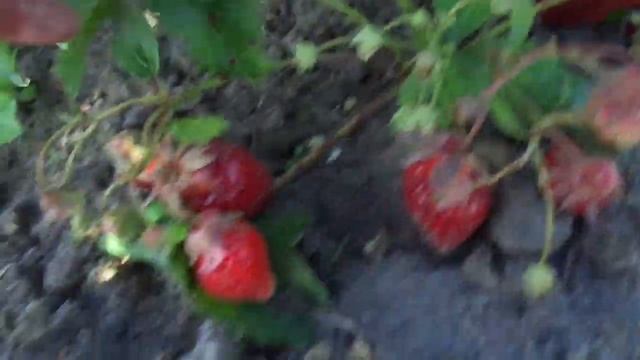 Чумовой сорт земляники " Вебенал" смотреть онлайн