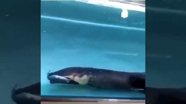 World longest electric eel attack on fish| Global inside смотреть онлайн