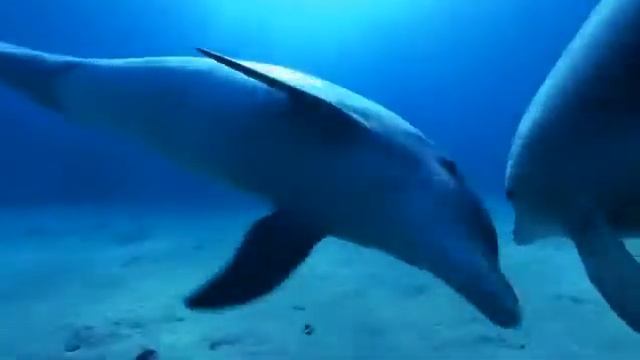 Подводный Мир Дельфинов. Underwater World of Dolphins. смотреть онлайн