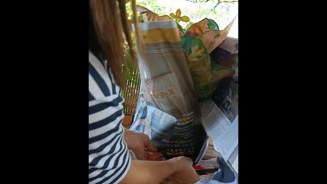 Part 2 l Unboxing my new collection l SUGAR MONSTER I AGLAONEMA ITop Rare смотреть онлайн