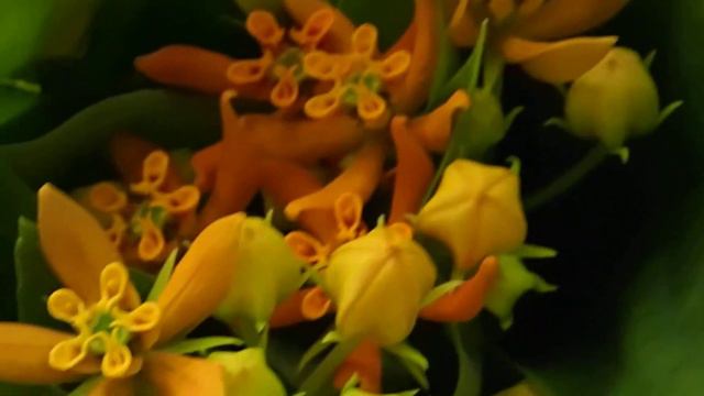 Asclepias смотреть онлайн