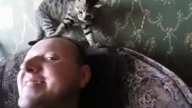Барсик чешет репу смотреть онлайн