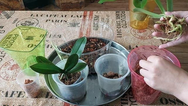 Когда лучше пересаживать подростки орхидей... смотреть онлайн