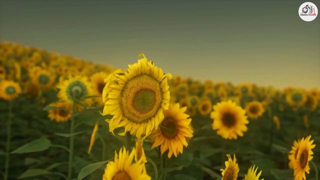 Canon EOS M200 Review: The Perfect Compact Mirrorless Camera for Vlogging? смотреть онлайн