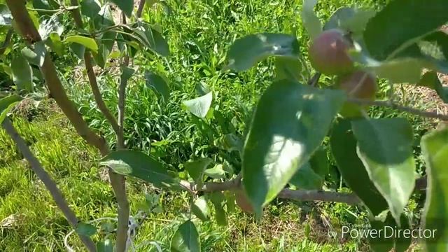 Дикая и культурная яблоня. Вятка. Лето 2021. смотреть онлайн