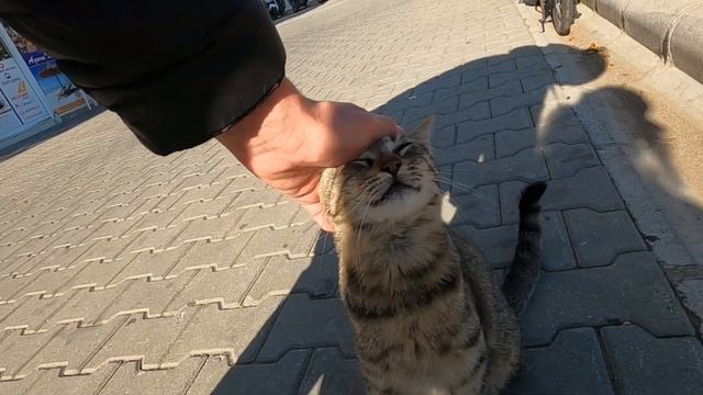 Tabby cat with spotted fur is very cute and affectionate смотреть онлайн