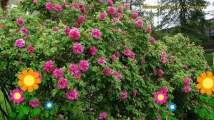 Роза морщинистая Ротес Меер. Краткий обзор, описание характеристик rosa rugosa exception Rotes Meer