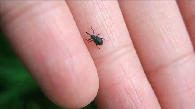 ДОЛГОНОСИКИ - Вредные слоники смотреть онлайн