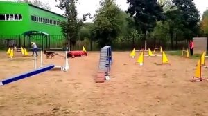 Немецкая овчарка Мэгги. Тренировка по аджилити.