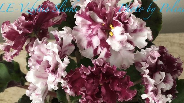 ФИАЛКИ. Что сейчас цветёт на полках. смотреть онлайн