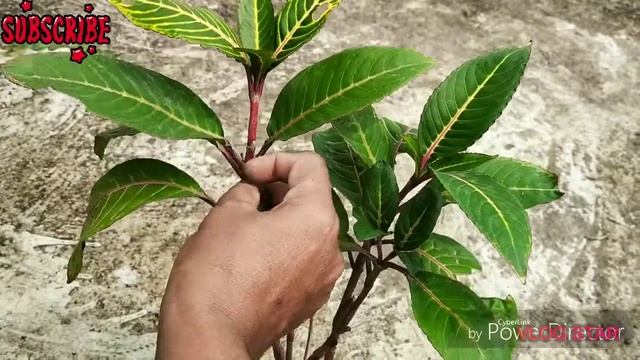 How To Grow And Care Sanchezia Plant From Cutting||Care Of Sanchezia Plant|Best Indoor Plant||