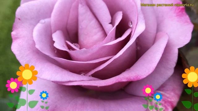 Роза чайно-гибридная Моди Блю. Краткий обзор, описание характеристик rosa Moody Blue смотреть онлайн